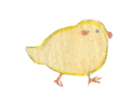 Pulcino 